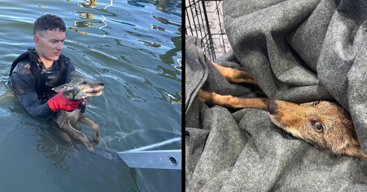 Cape Coral firefighters rescue exhausted coyote pup from canal cover image