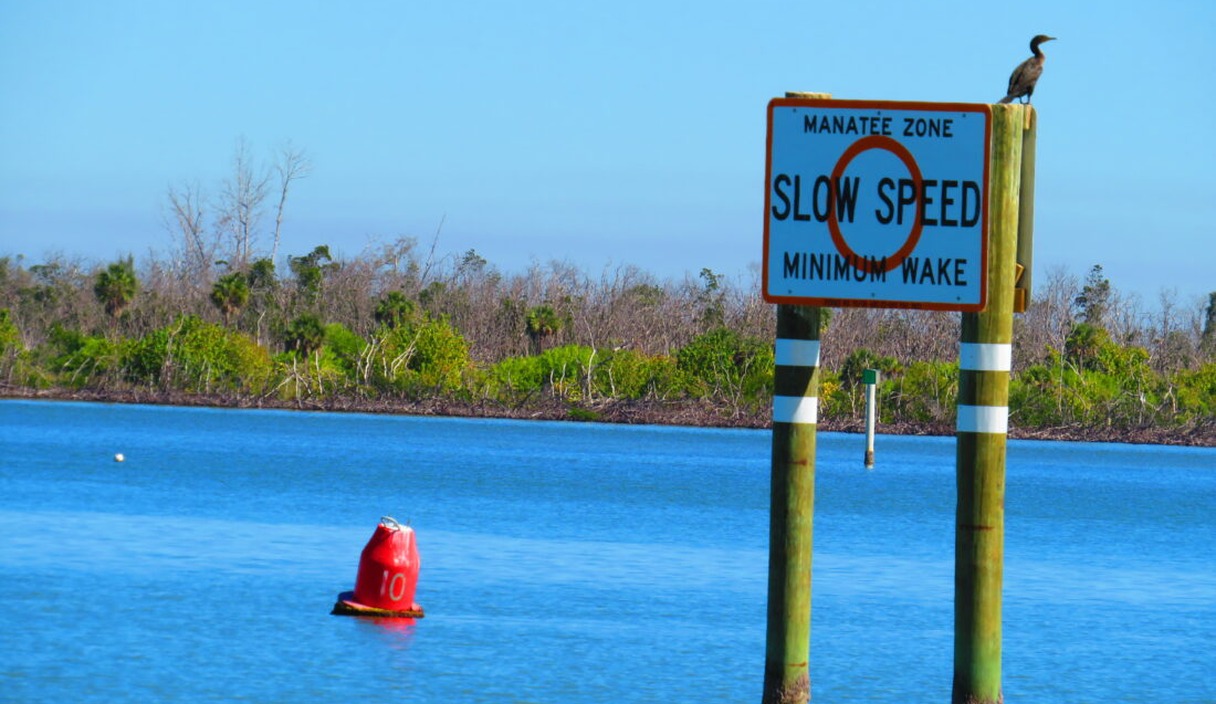 Pregnant manatee dies after boat strike in Matanzas Pass off Fort Myers Beach cover image